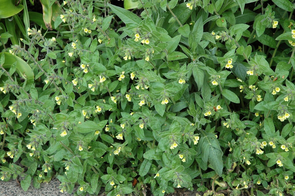 yellow nonea