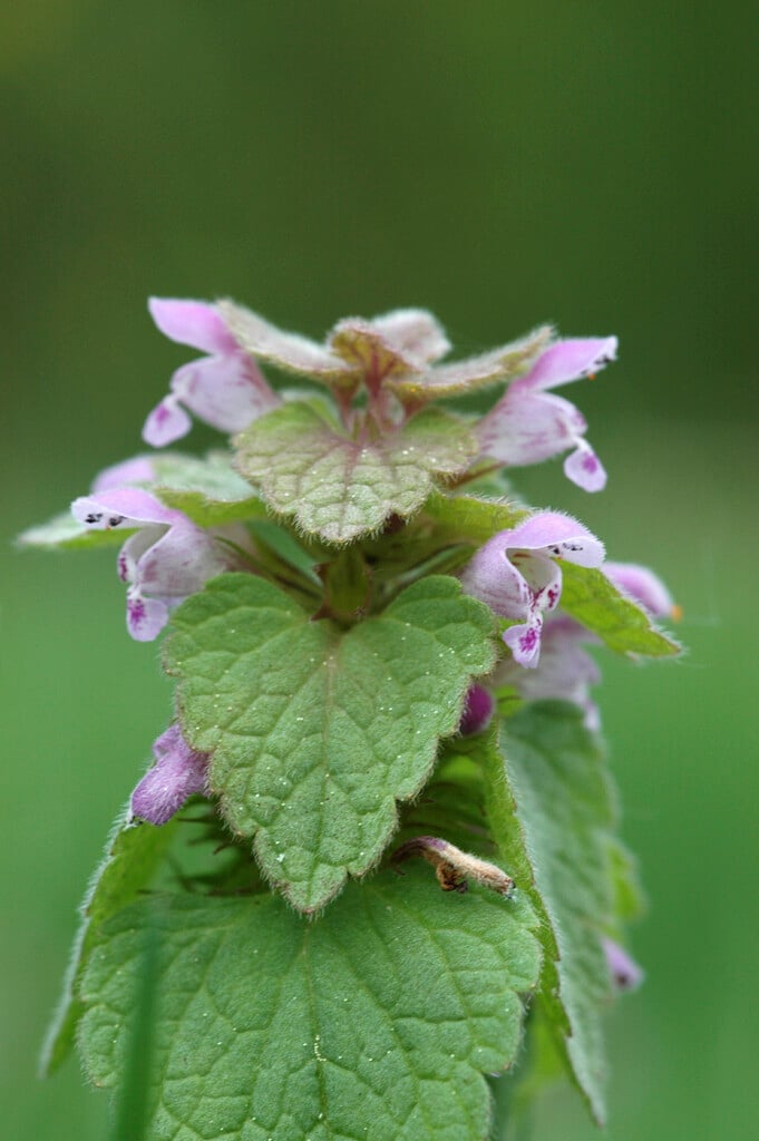 red deadnettle