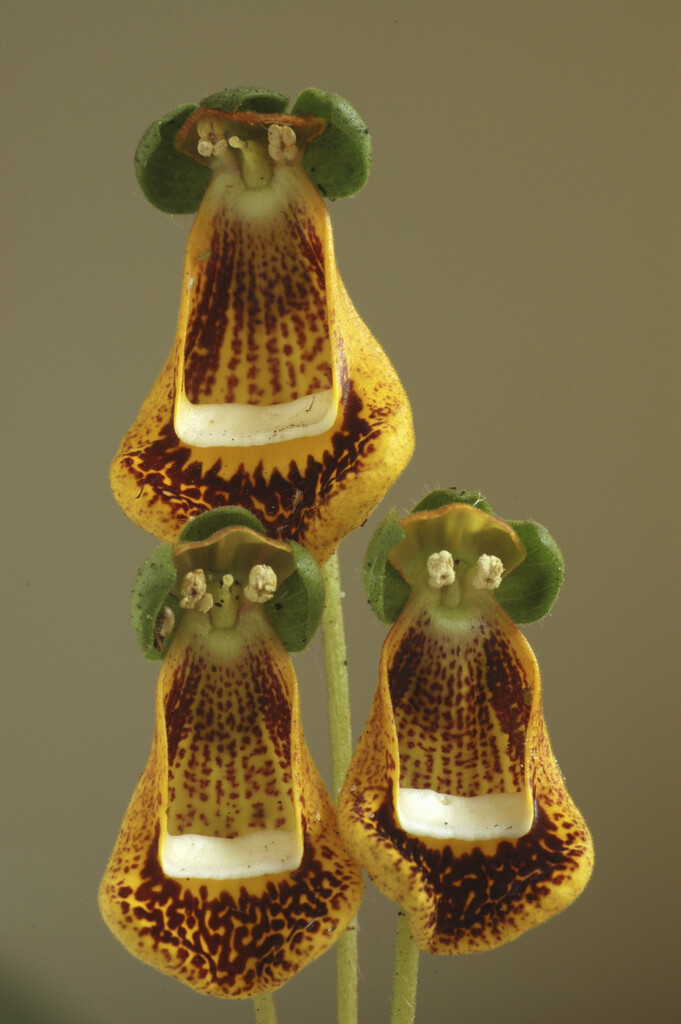 <i>Calceolaria</i> <i>uniflora</i> var. <i>darwinii</i>