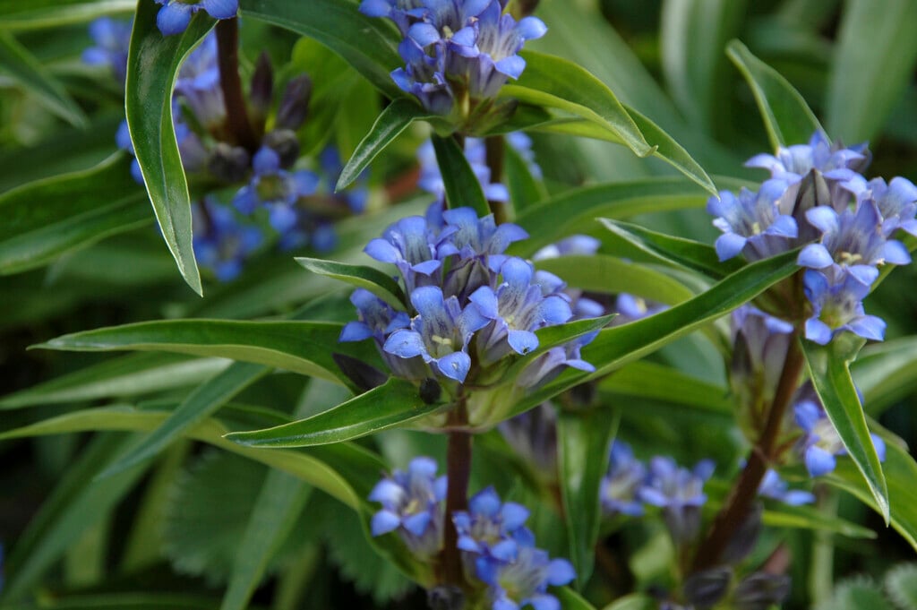 crosswort gentian