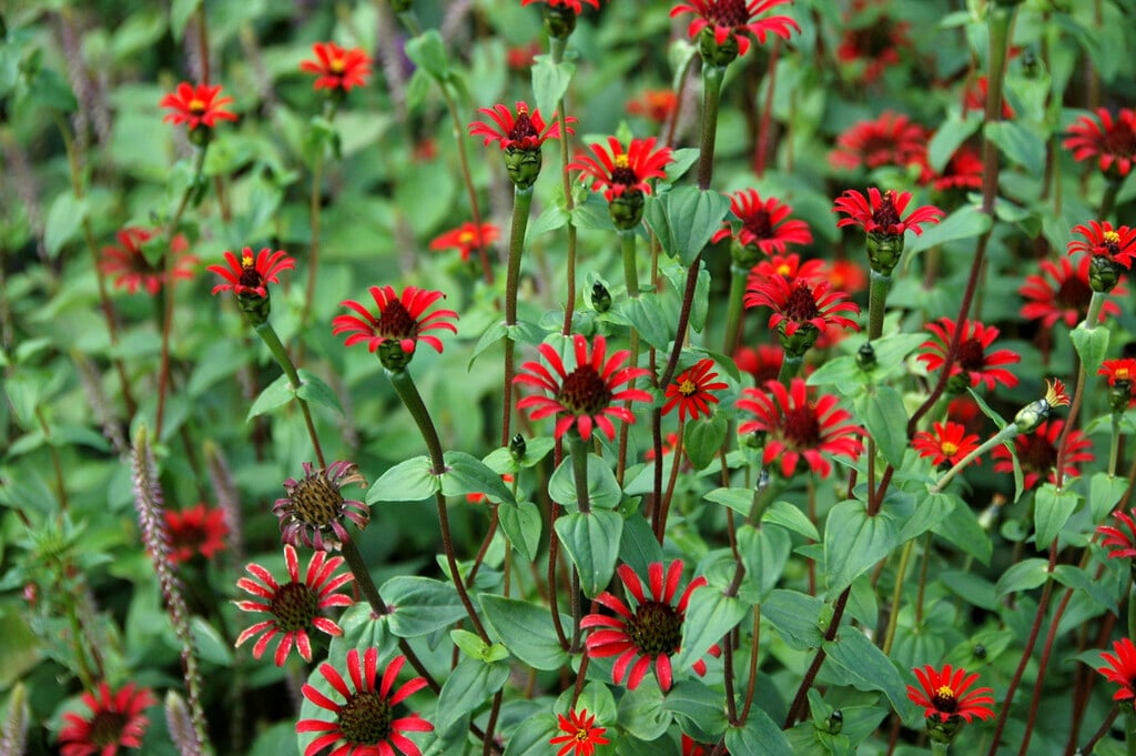 Zinnia peruviana | Peruvian zinnia Annual Biennial/RHS