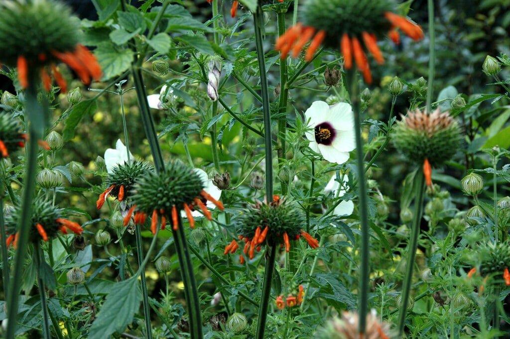 <i>Leonotis</i> <i>nepetifolia</i>