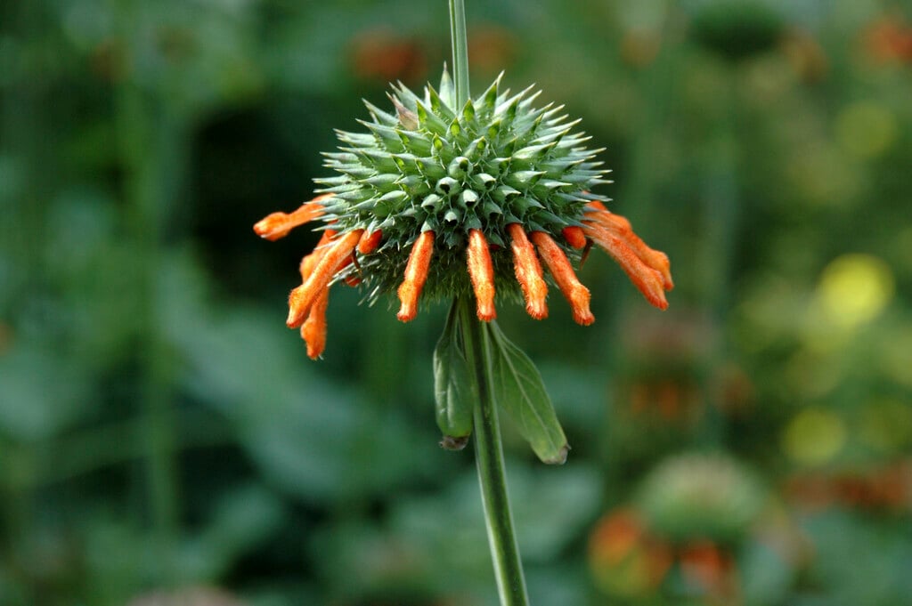 <i>Leonotis</i> <i>nepetifolia</i>