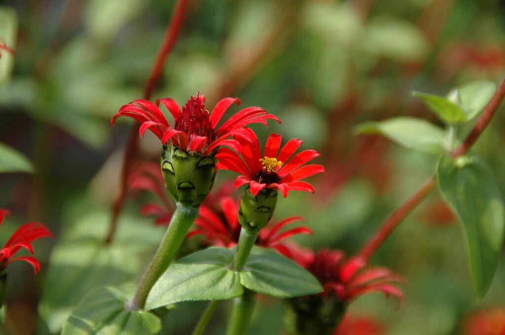Peruvian zinnia