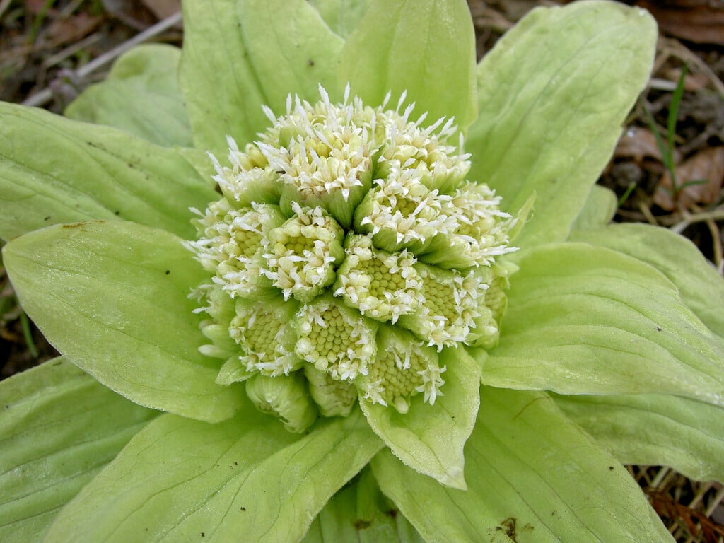 white butterbur
