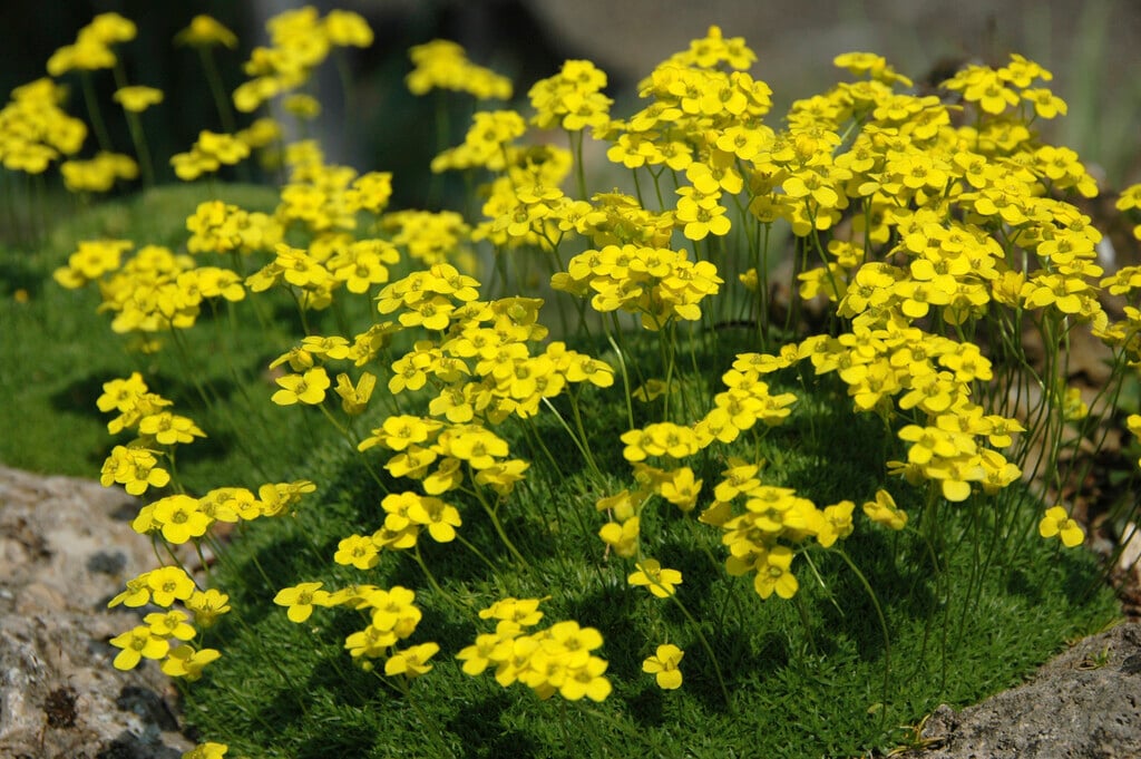 <i>Draba</i> <i>rigida</i> var. <i>imbricata</i>