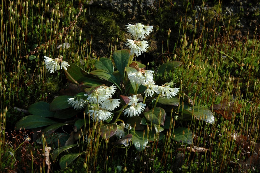 <i>Berneuxia</i> <i>thibetica</i>