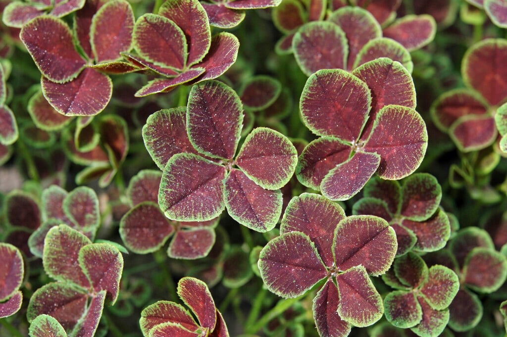<i>Trifolium</i> <i>repens</i> 'Quinquefolium'