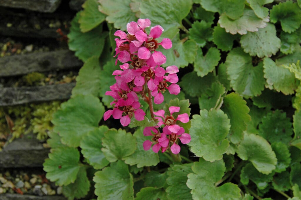 <i>Boykinia</i> <i>jamesii</i>