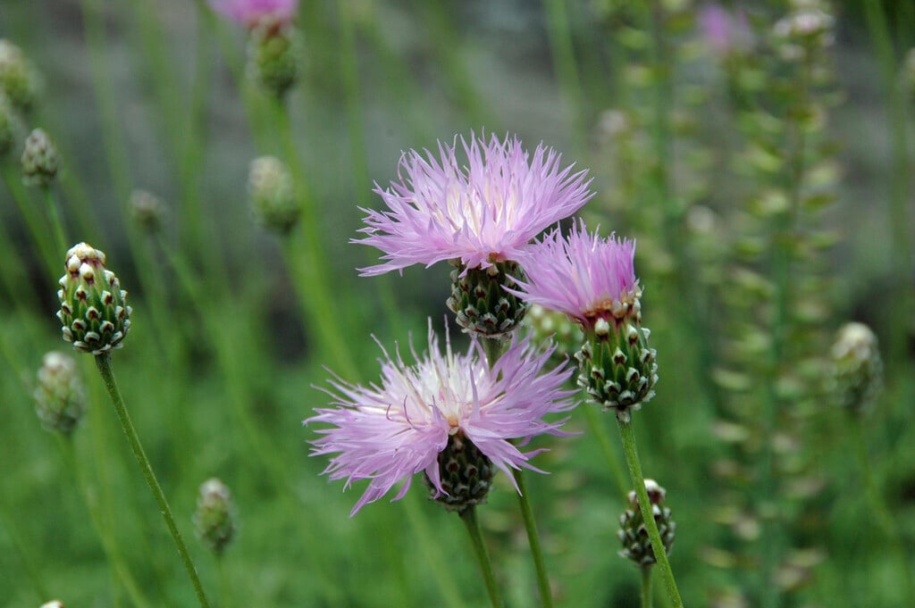 unbranched-stemmed knapweed