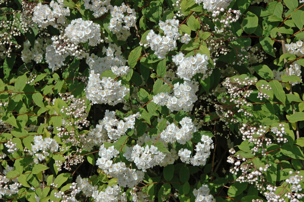 <i>Deutzia</i> <i>compacta</i>