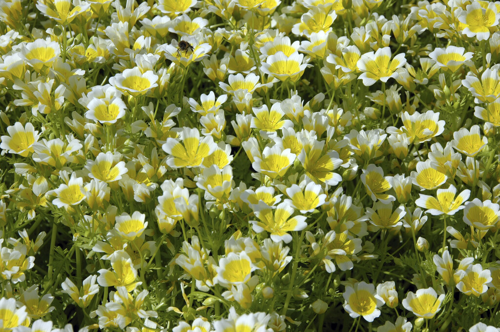 poached egg flower