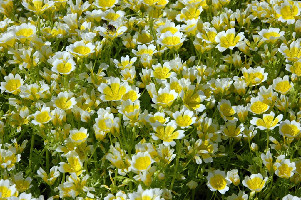 poached egg flower