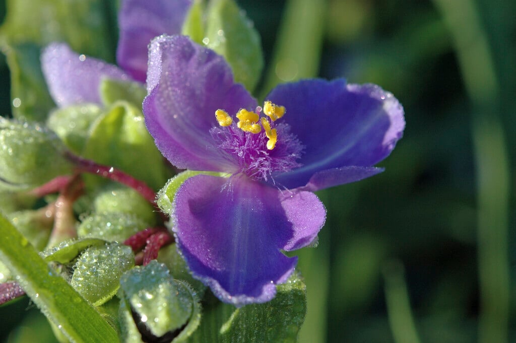 common spiderwort
