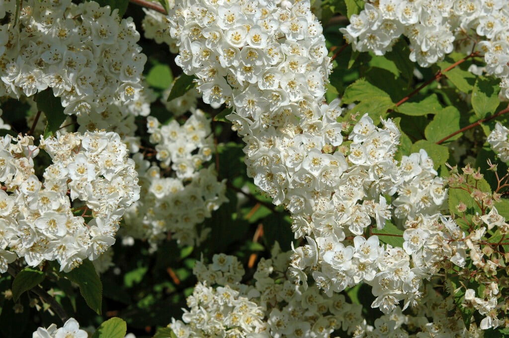 <i>Deutzia</i> <i>compacta</i>