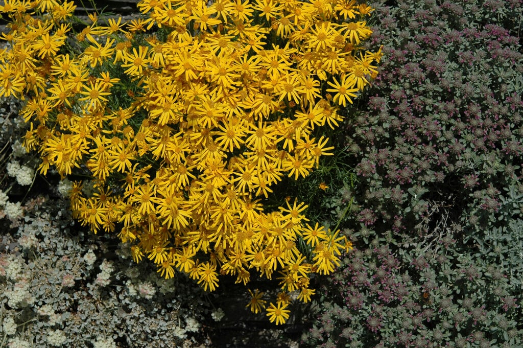 orange-flowered groundsel