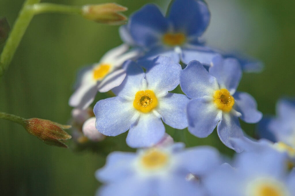 Myosotis scorpioides