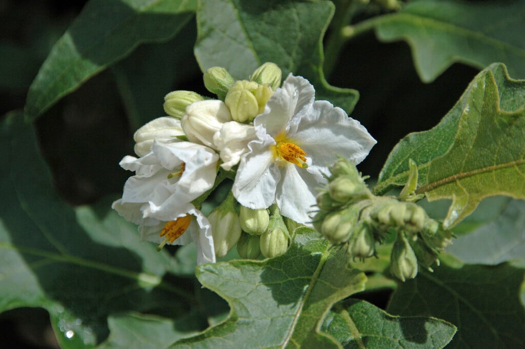 <i>Solanum</i> <i>bonariense</i>