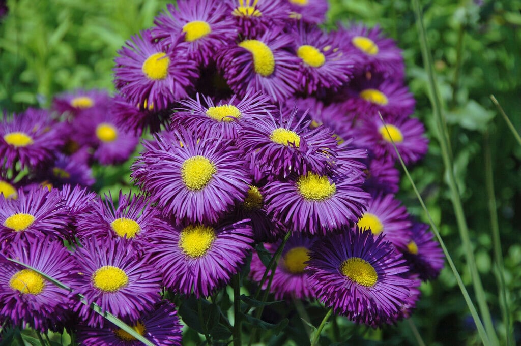 <i>Erigeron</i> 'Dominator'