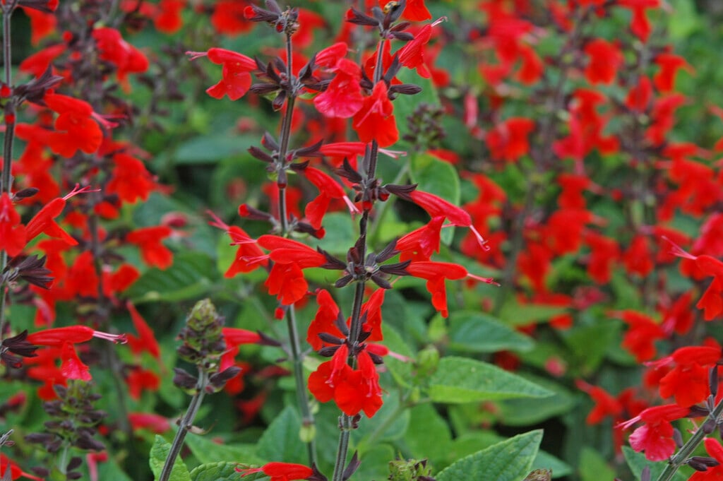 <i>Salvia</i> <i>coccinea</i> 'Forest Fire'