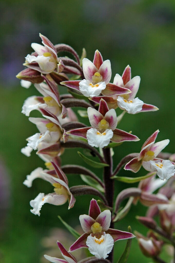 marsh helleborine