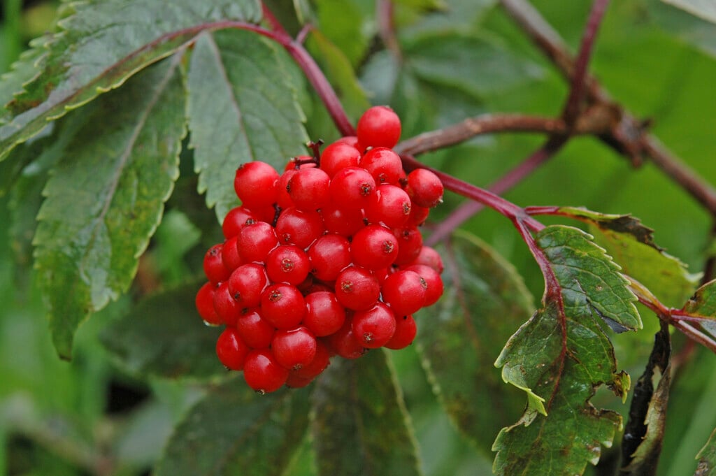 red-berried elder