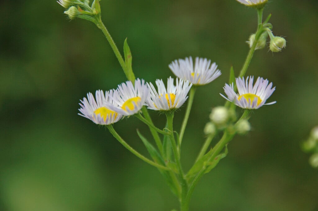 Erigeron annuus