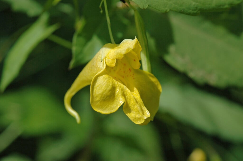 touch-me-not balsam