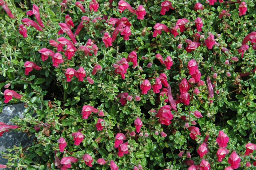 cherry skullcap