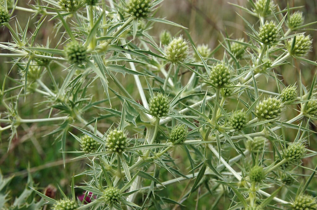 field eryngo