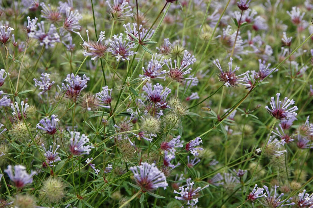 oriental woodruff