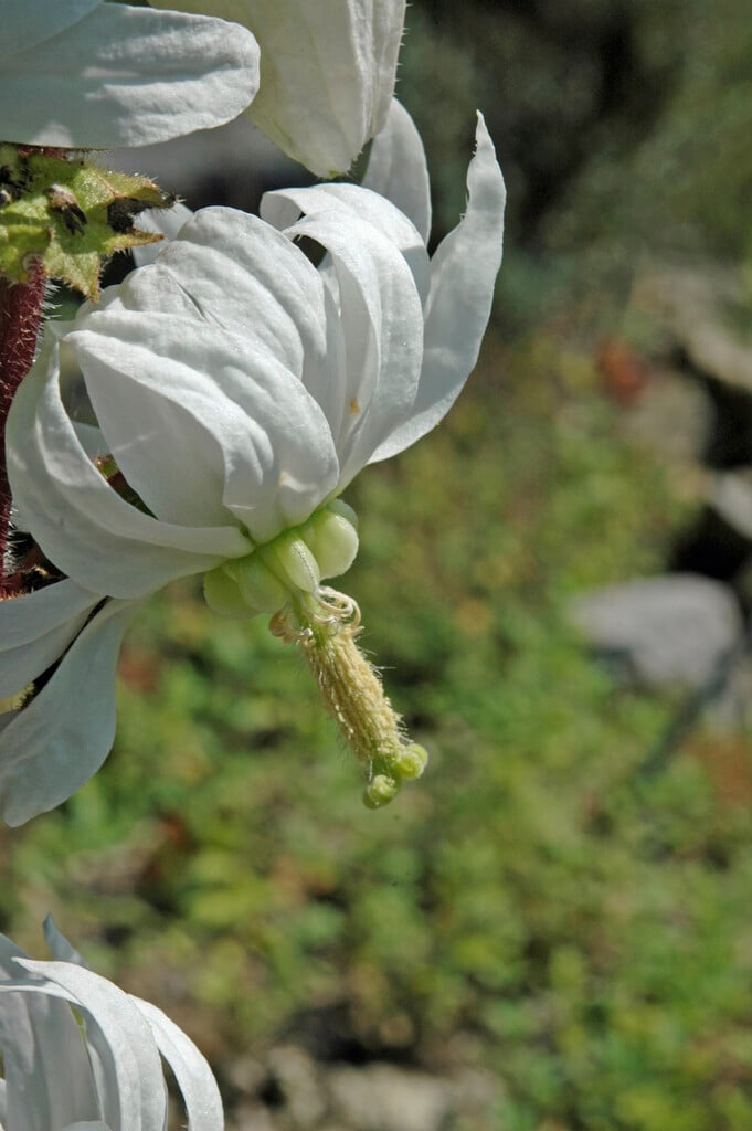 <i>Michauxia</i> <i>campanuloides</i>