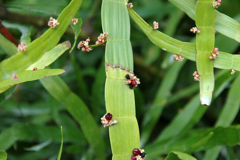 centipede plant
