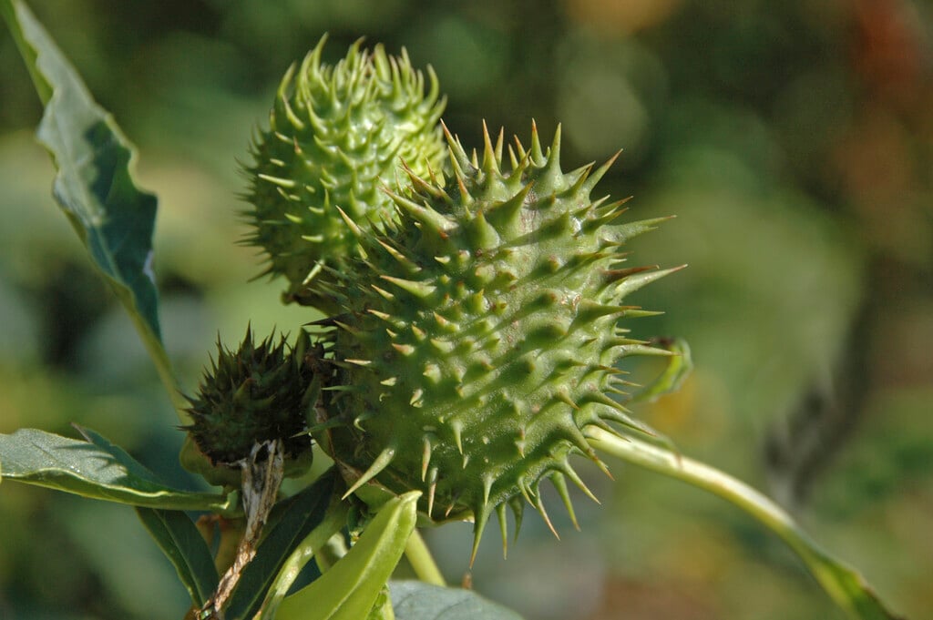 thorn apple