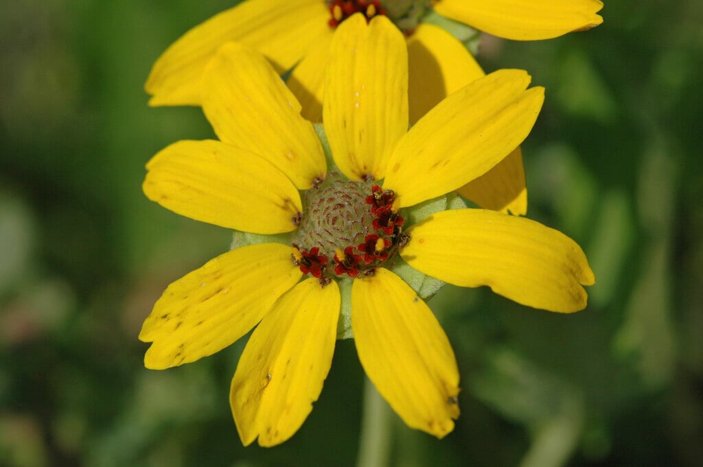 lyreleaf greeneyes