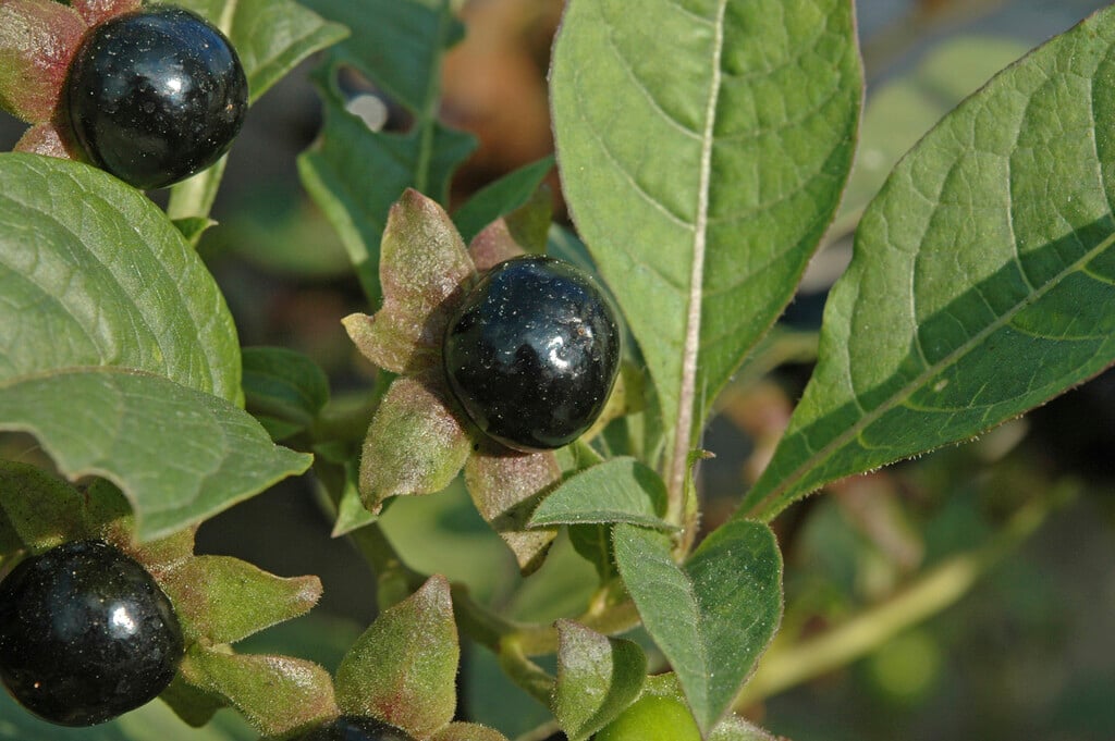 deadly nightshade
