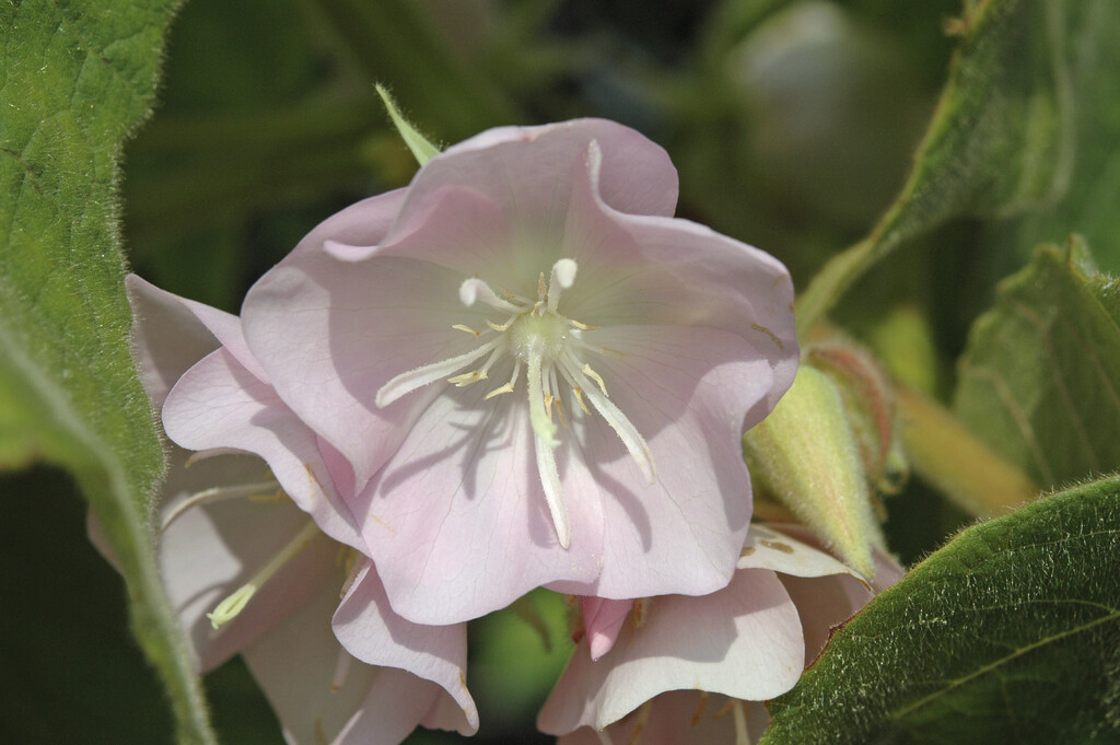 Rosemound