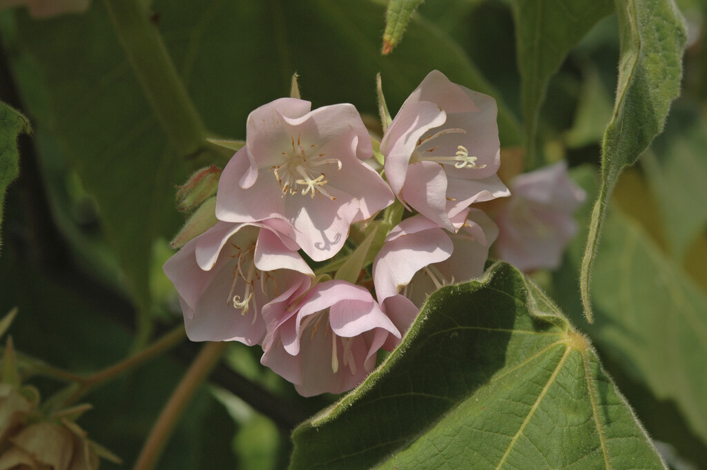 Rosemound