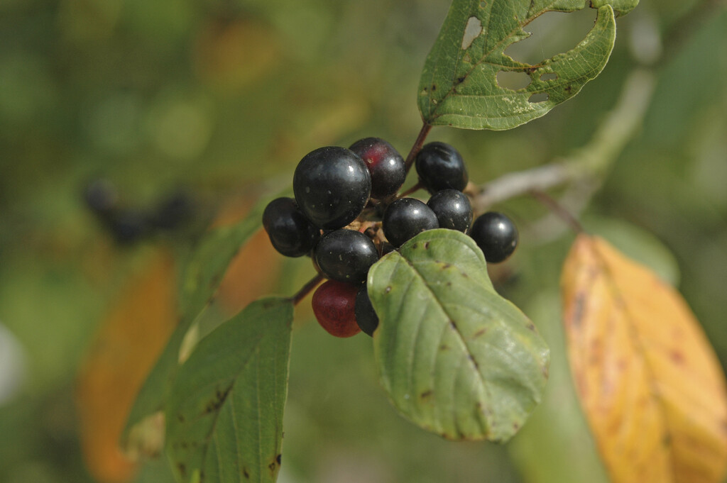 Frangula alnus | alder buckthorn Shrubs/RHS Gardening