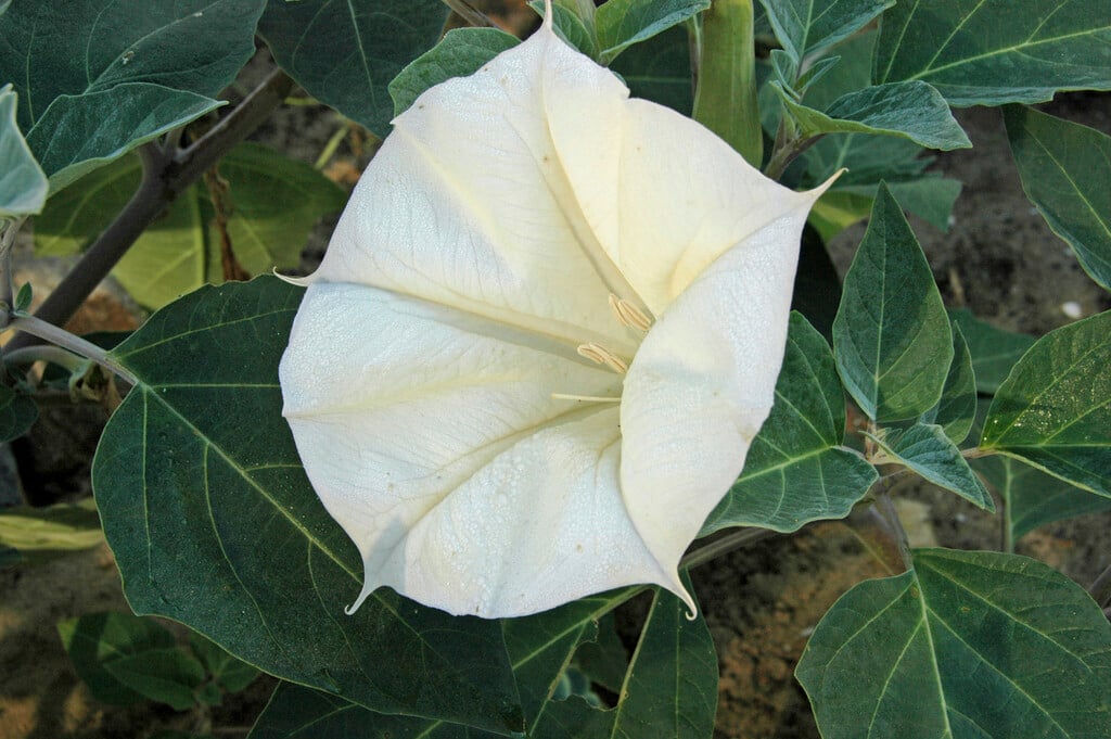 thorn apple