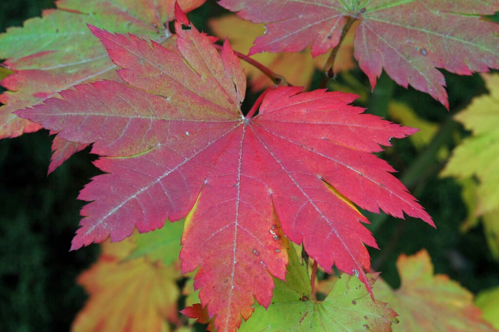 Takeshima false Siebold's maple