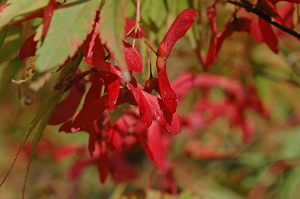Japanese maple 'Nicholsonii'