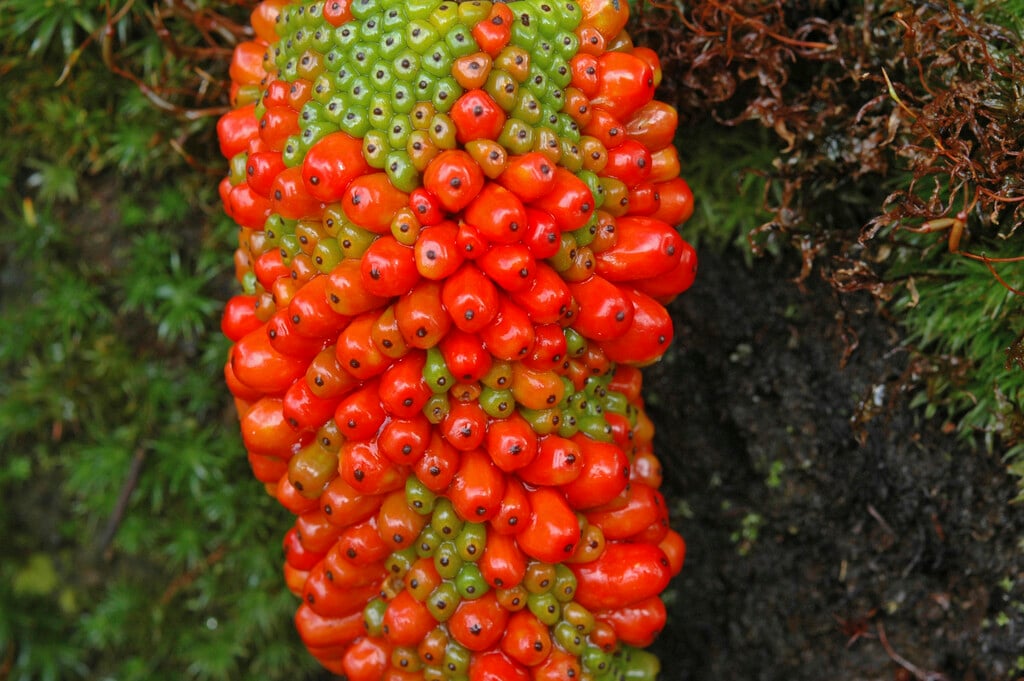 <i>Arisaema</i> <i>thunbergii</i> subsp. <i>urashima</i>