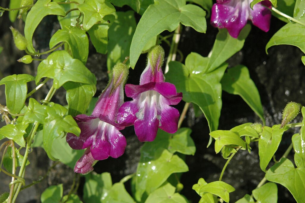 climbing foxglove