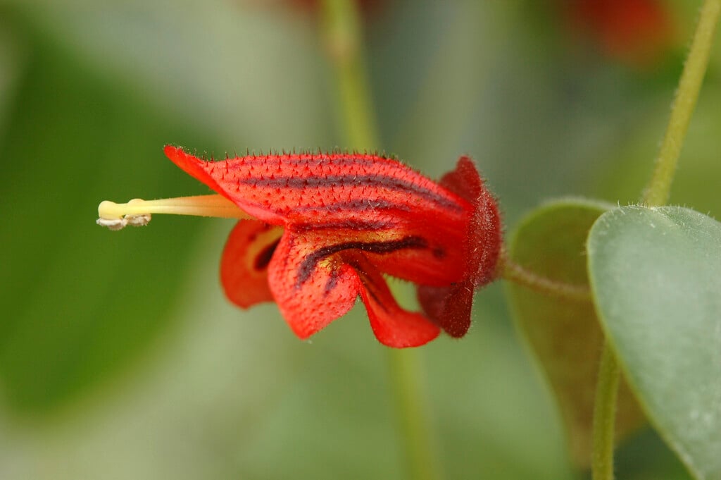 <i>Aeschynanthus</i> <i>tricolor</i>