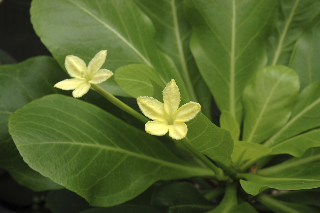 <i>Brighamia</i> <i>insignis</i> 'Kirsten'