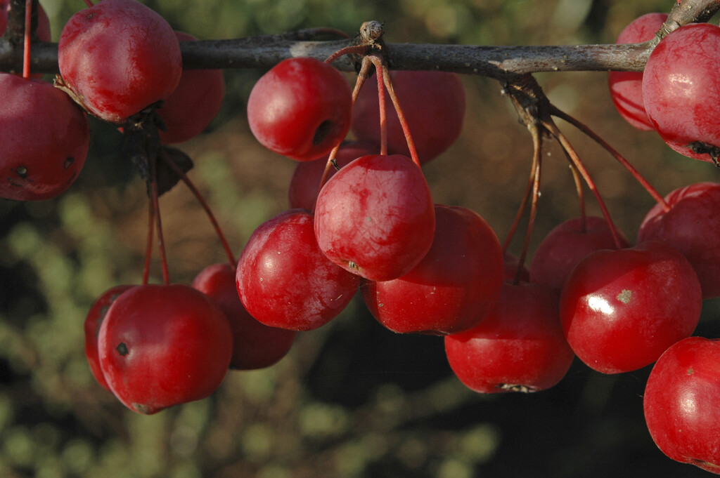 crab apple 'Red Sentinel'