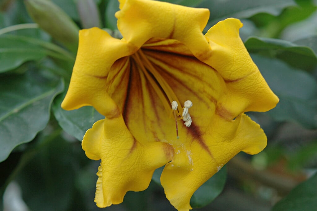 golden chalice vine