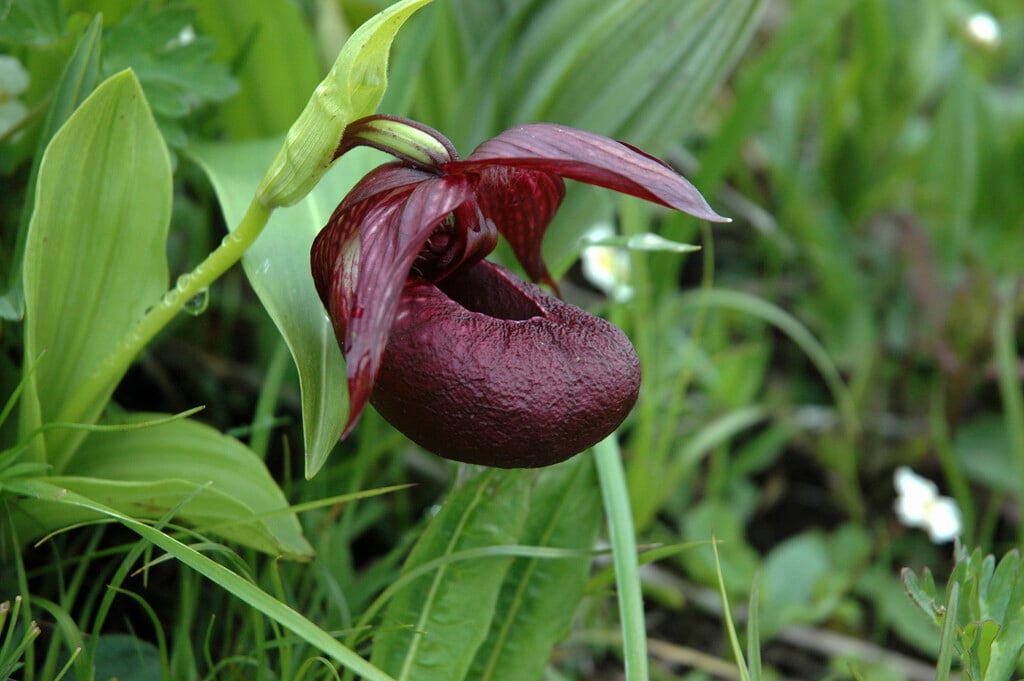 <i>Cypripedium</i> <i>tibeticum</i>