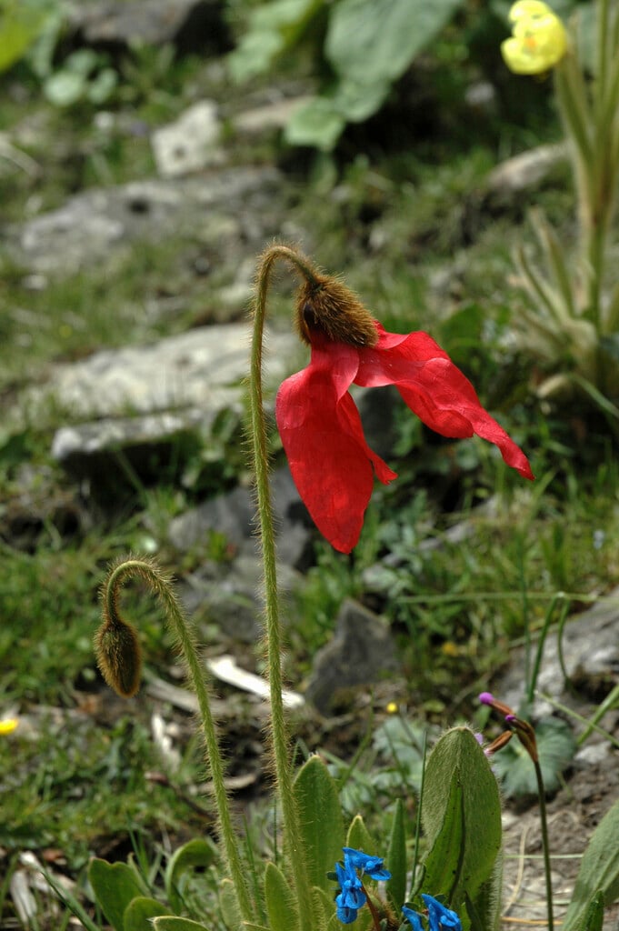 <i>Meconopsis</i> <i>punicea</i>